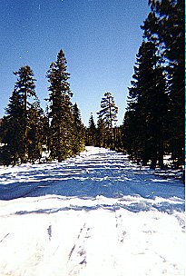 Trees and Snow